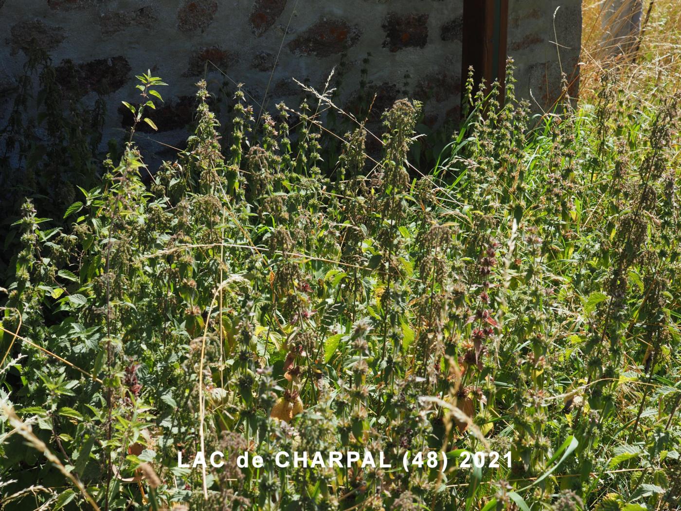 Woundwort, Alpine plant